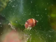 Thorlaksonius subcarinatus thumbnail 2