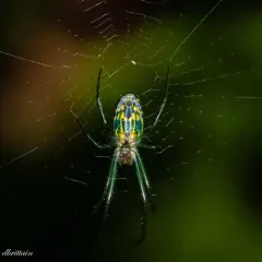 Orchard Orbweaver thumbnail 4