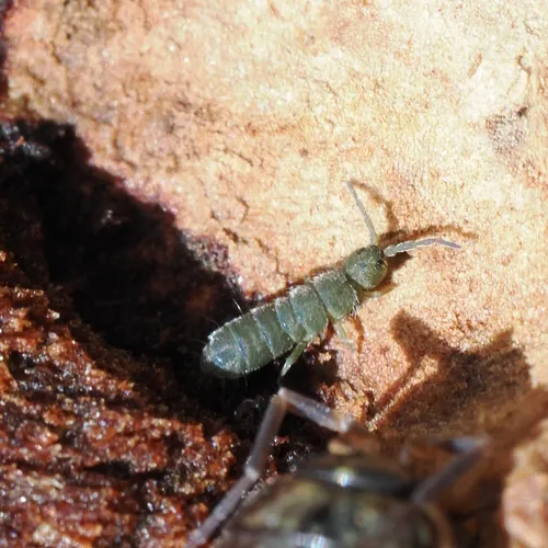 Isotoma viridis