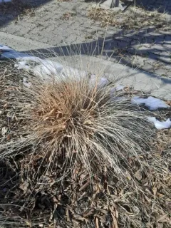Blue Fescue thumbnail 3