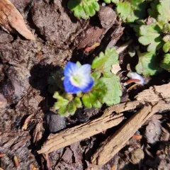 Grey Field-speedwell thumbnail 4