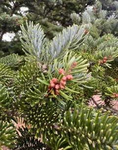white fir thumbnail 2