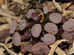 Neocudoniella albiceps thumbnail 4