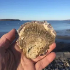 European Flat Oyster thumbnail 2
