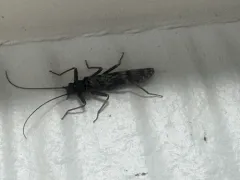 Western Willowfly thumbnail 2