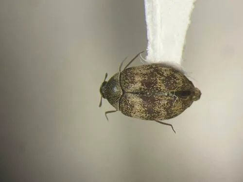 Anthrenus polonicus