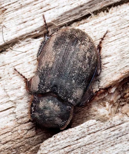 Trox atrox
