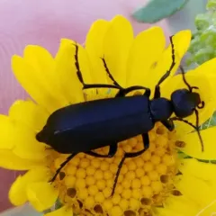 Black Blister Beetle thumbnail 3