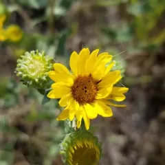 Curlycup Gumweed thumbnail 3