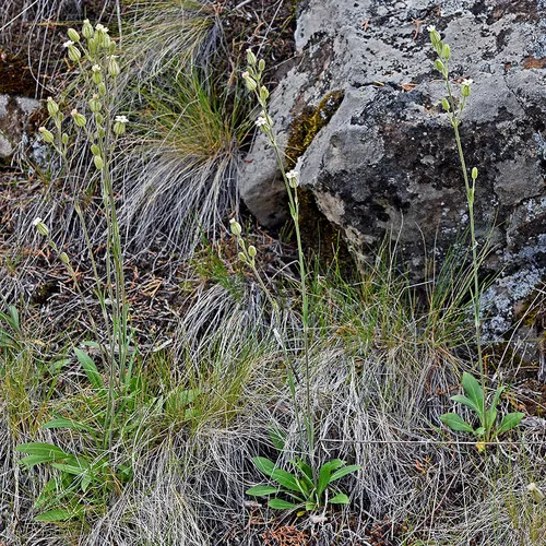 Blue Mountain catchfly