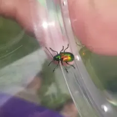 Dogbane Leaf Beetle thumbnail 4