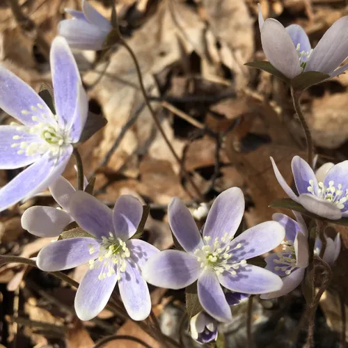 sharp-lobed hepatica