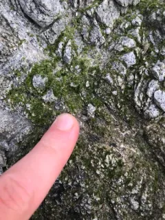 Prasiola crispa thumbnail 2