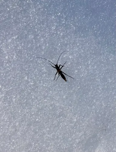 Canadian Willowfly