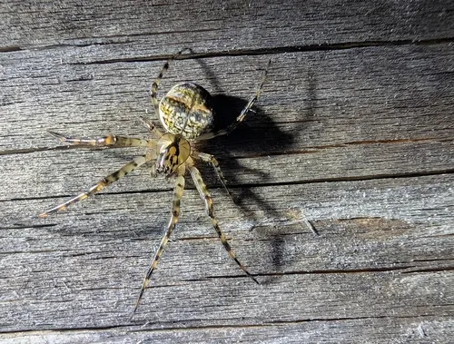 Metellina mimetoides
