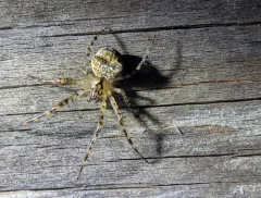 Metellina mimetoides thumbnail 1