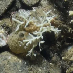 Cystisella saccata thumbnail 3