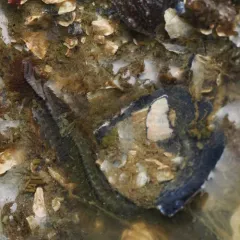 Pile Worm thumbnail 2