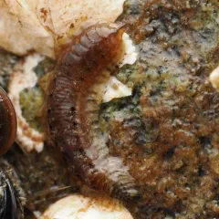 Eighteen-scaled Worm thumbnail 1
