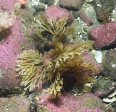 Narrow-Leaved Hornwrack thumbnail 3