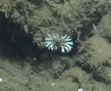 Exidmonea atlantica