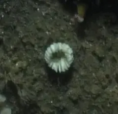Infundibulipora lucernaria thumbnail 2