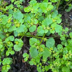Pacific golden-saxifrage thumbnail 4