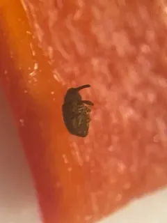 Pepper Weevil thumbnail 2