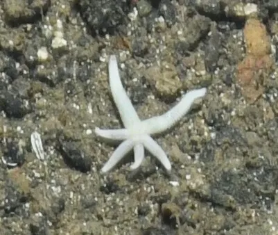 Odd-rayed Star