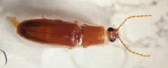 Hairy-edged Click Beetle thumbnail 3
