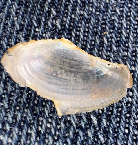 Glassy Lyonsia