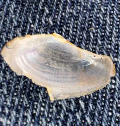 Glassy Lyonsia thumbnail 1