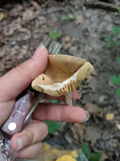 Lactarius subplinthogalus thumbnail 4