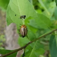 Colorado Potato Beetle thumbnail 3
