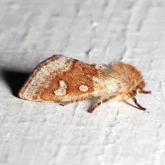 Fawn Sallow thumbnail 4
