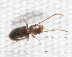 Charaphloeus convexulus thumbnail 3