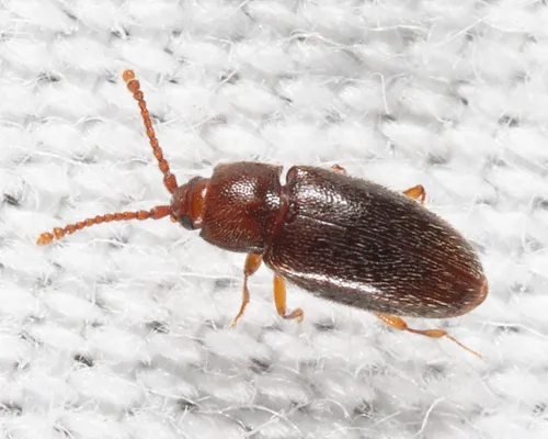 Caenoscelis subdeplanata