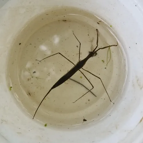 Brown Waterscorpion