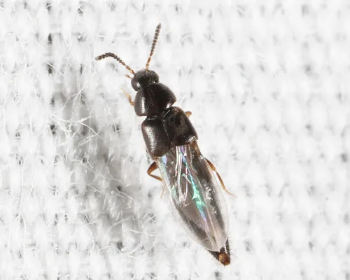 Oxypoda amica