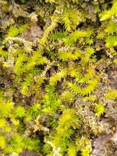 Lindberg's Maple-moss thumbnail 3