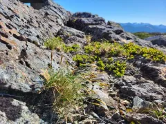Coiled Sedge thumbnail 1