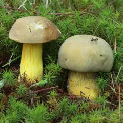 butter-foot bolete thumbnail 4