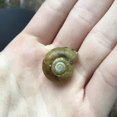Robust Lancetooth Snail thumbnail 2