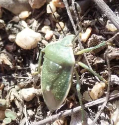 Uhler's Stink Bug thumbnail 3