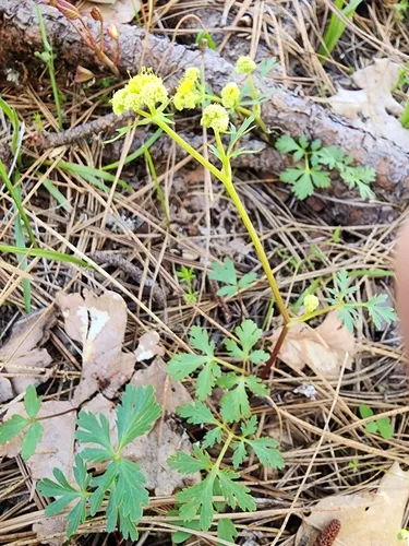 Kellogg's umbrellawort