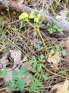 Kellogg's umbrellawort thumbnail 1
