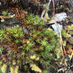 bristly haircap moss thumbnail 3