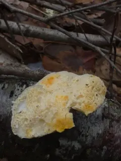 Protocrea pallida thumbnail 3