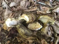 Lactarius sordidus thumbnail 2