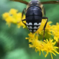 Bald-faced Hornet thumbnail 2